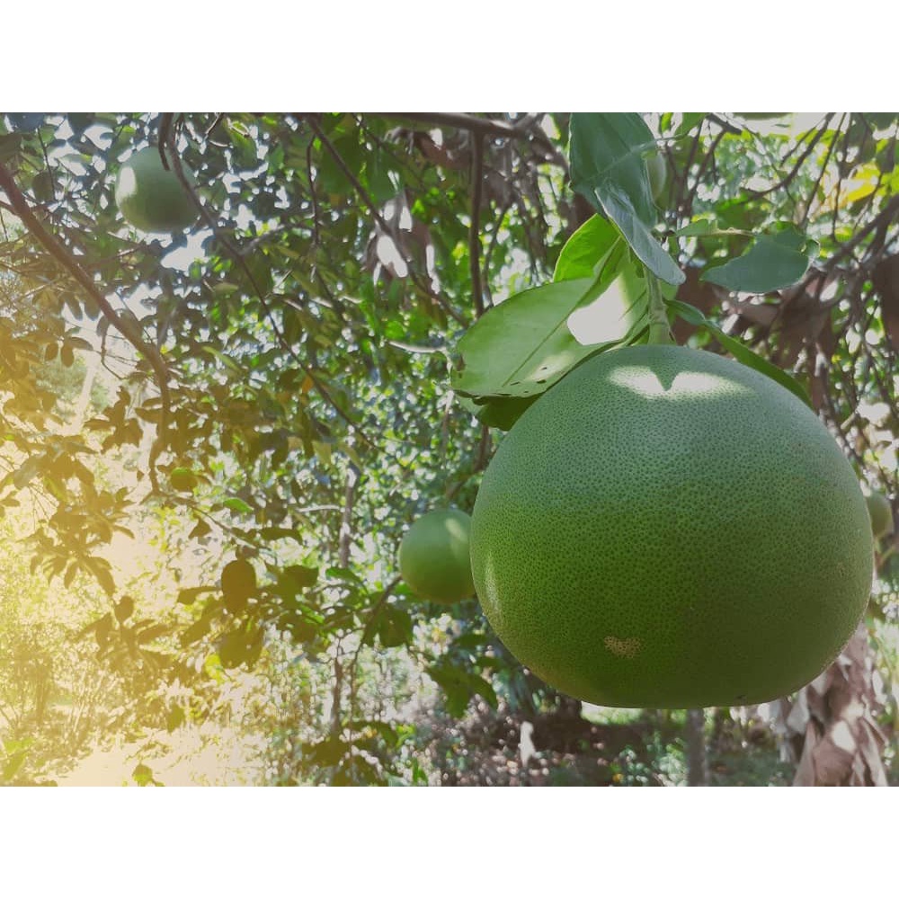 LỚN TRÁI Chai 500ml. Dưỡng trái to, đẹp, nặng ký.