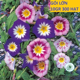 10gr 300.hạt hạt giống hoa bìm bìm đứng lùn mix