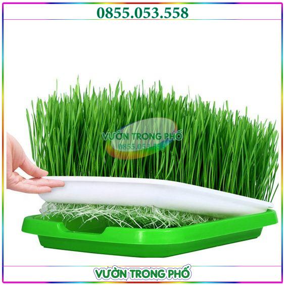 Set 5 khay nhựa trồng rau mầm thủy canh và 1kg hạt giống mầm lúa mạch (cỏ lúa mỳ) ép nước