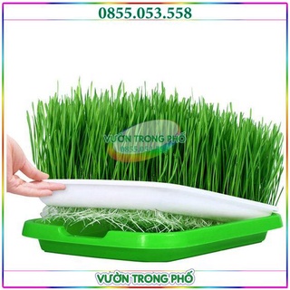 Set 5 khay nhựa trồng rau mầm thủy canh và 1kg hạt giống mầm lúa mạch ép nước