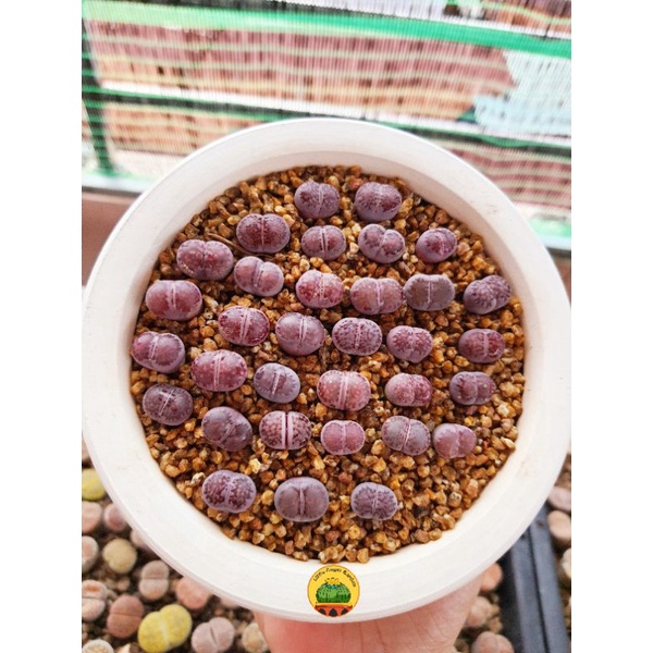 [VIP] 1 sen mông, lithop, thạch lan dòng Salicola Sato, size 0.8 - 1.2cm