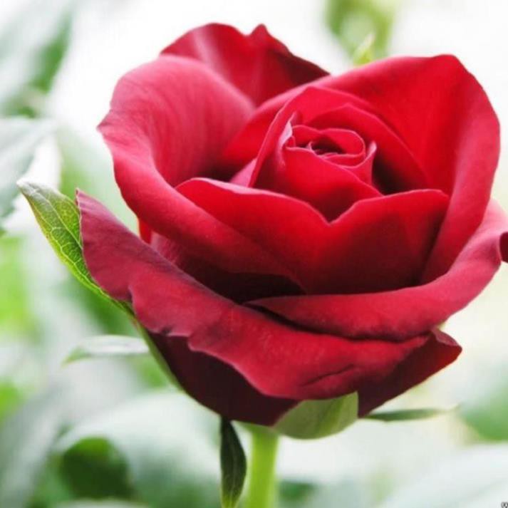 Nước Hoa Nữ BULCARI Size To 100ML Nhóm Hương Hoa Hồng Lãng Mạn | BigBuy360 - bigbuy360.vn