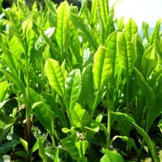 Cây giống chè xanh,trà xanh