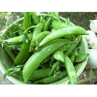 Hạt giống đậu hà lan - đậu bắp - đậu rồng - đậu đũa - đậu que