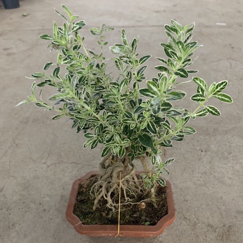 Cây bạch tuyết mai bonsai cao 20cm, nhánh lá xum xuê tươi tốt, cây cảnh để bàn phong thủy mang đến tài lộc may mắn