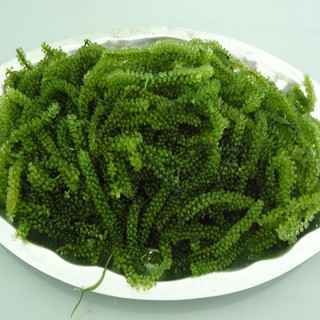 400gr rong nho tươi Green food nở ra từ 100gr rong nho tách nước - không tanh không nhớt - hàng công ty check mã vạch