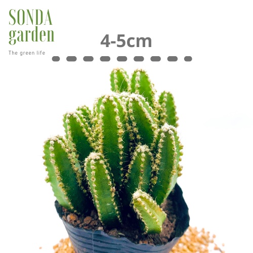 Xương rồng thanh sơn SONDA GARDEN size bé 5-8cm, xuất xứ Đà Lạt, khoẻ đẹp, lỗi 1 đổi 1