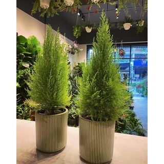 Cây Tùng thơm/ sơn tùng trang trí Noel đẹp
