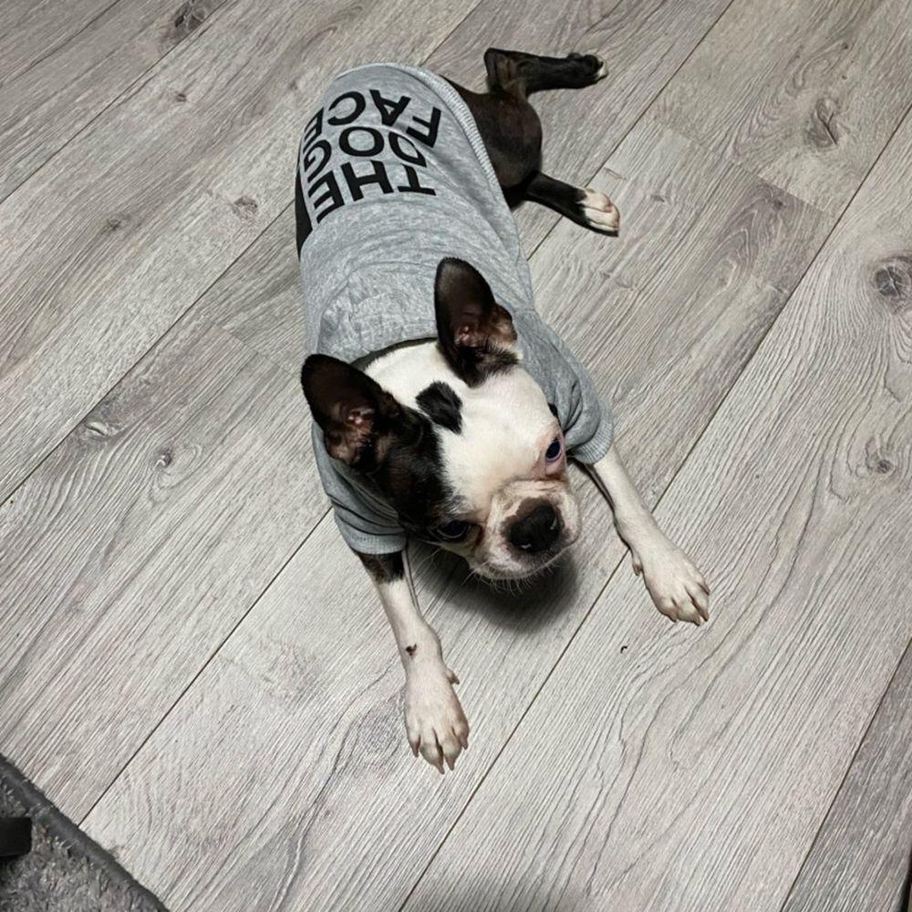PRESTON Áo Hoodie Cotton ThờI Trang Cho Thú Cưng