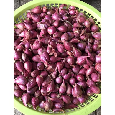 Hành tím và tỏi Lý Sơn .