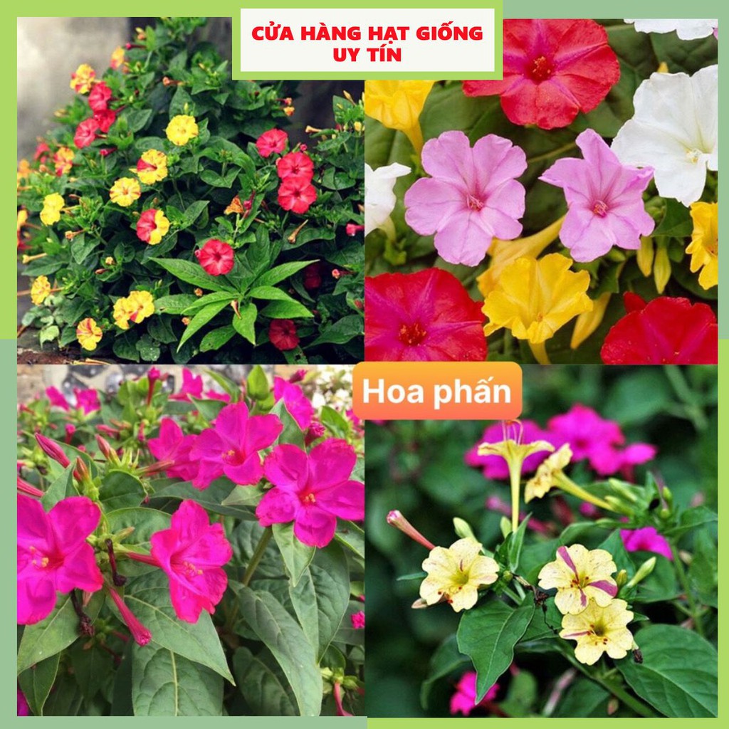 [Gói 150 hạt] Hạt Giống Hoa Phấn F1 Loại Siêu Dễ Trồng, Hoa Nở Đẹp Tặng kèm Hướng Dẫn Trồng