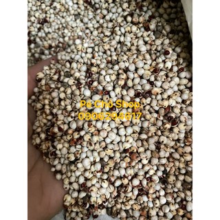 1 ký hạt BO BO trắng cho gà ,chim ,hamster ,..