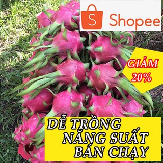 5 CÂY GIỐNG THANH LONG RUỘT TRẮNG ( DỄ TRỒNG)