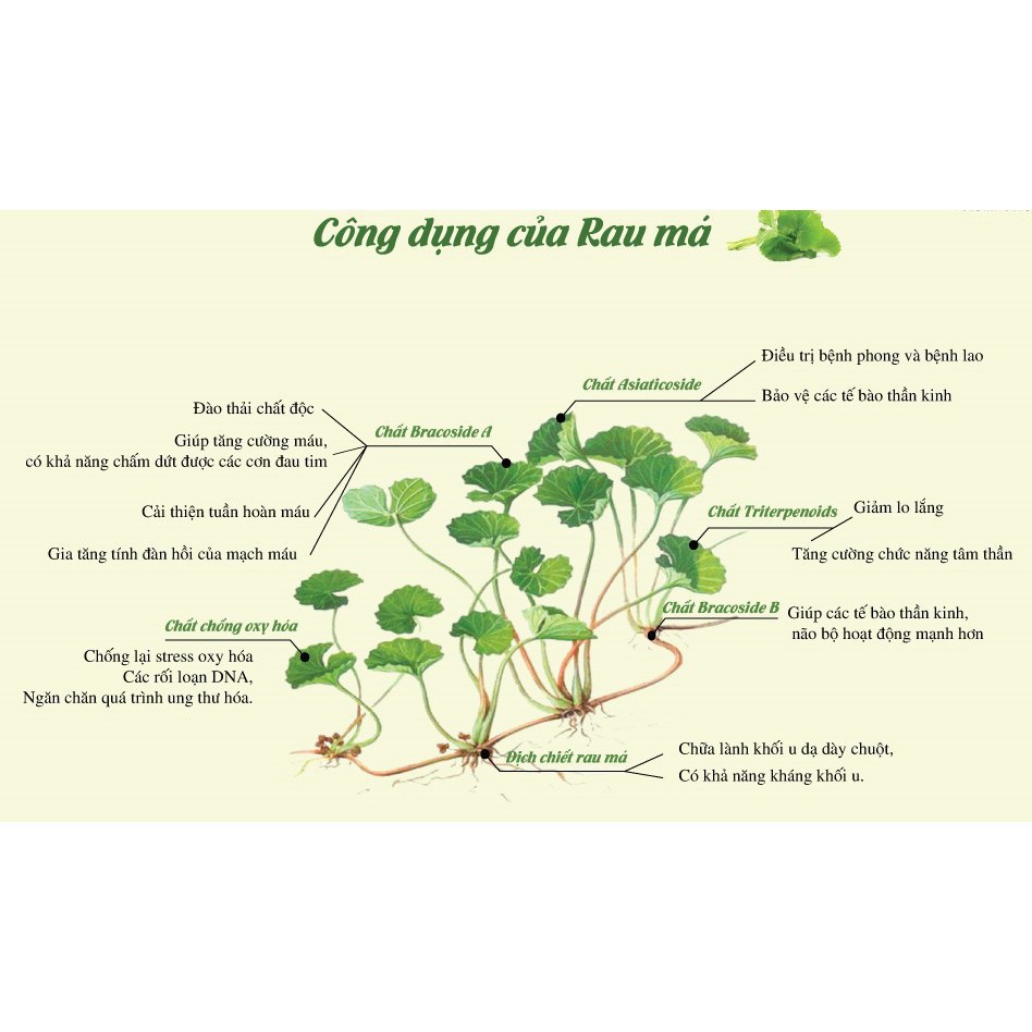 Bột Rau Má Nguyên Chất 100% Hộp 60gr - Dalahouse - Bổ Sung Chất Xơ - Chống Lão Hóa Da | BigBuy360 - bigbuy360.vn