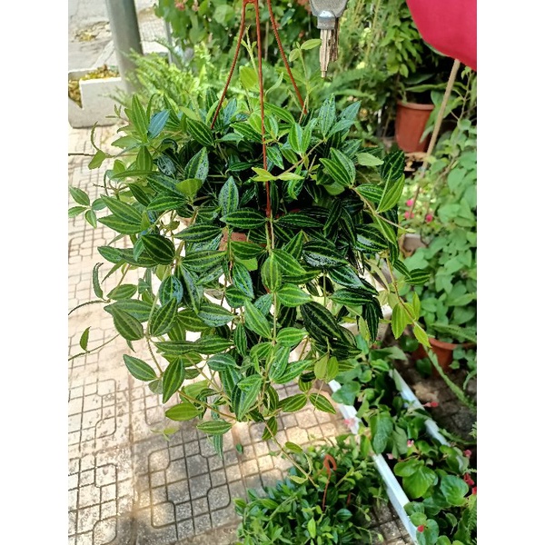 Cây Bình an giỏ treo rủ dài