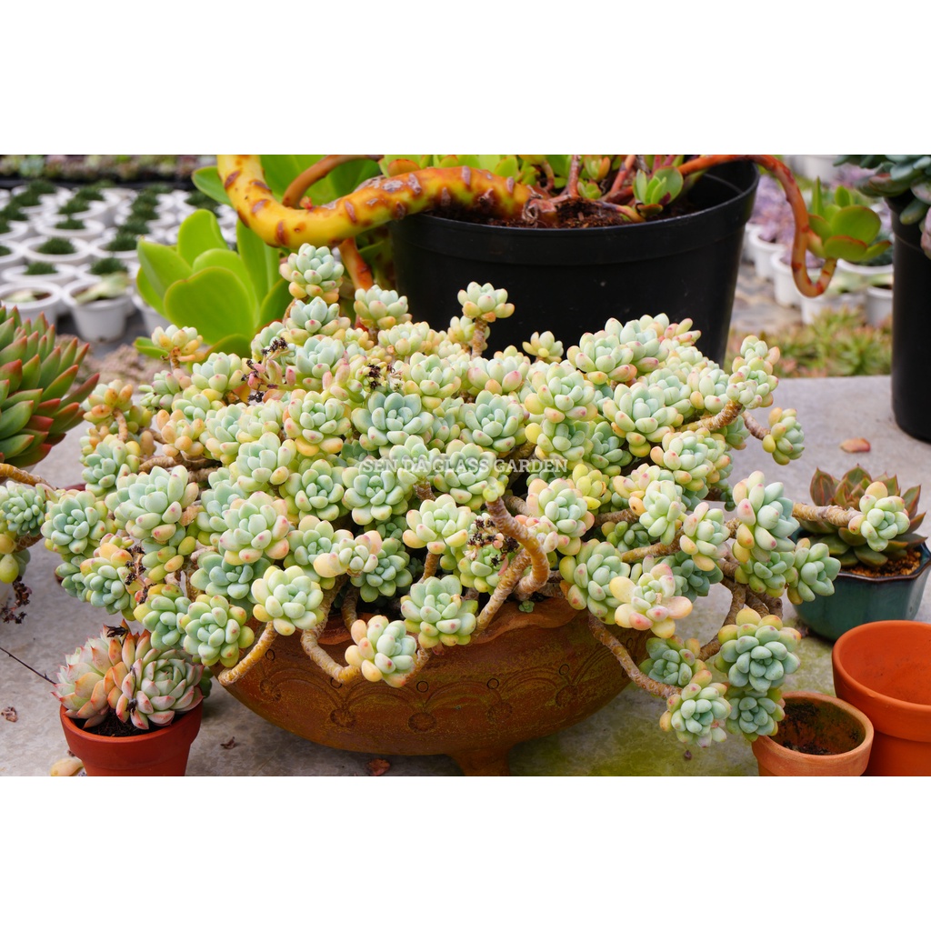 [VIP] Hàng khủng Sen đá Sỏi thiên thanh GLASS GARDEN gốc thụ 30cm, cây giống hình.