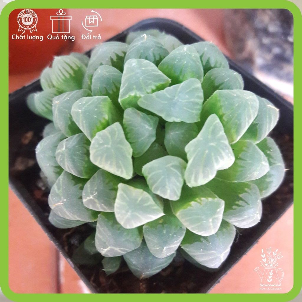 Sen đá kim cương haworthia cooperi lá hạt nhỏ (size 5cm, tặng đất trồng)