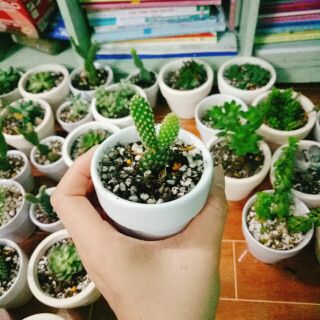 Combo 6 chậu xương rồng