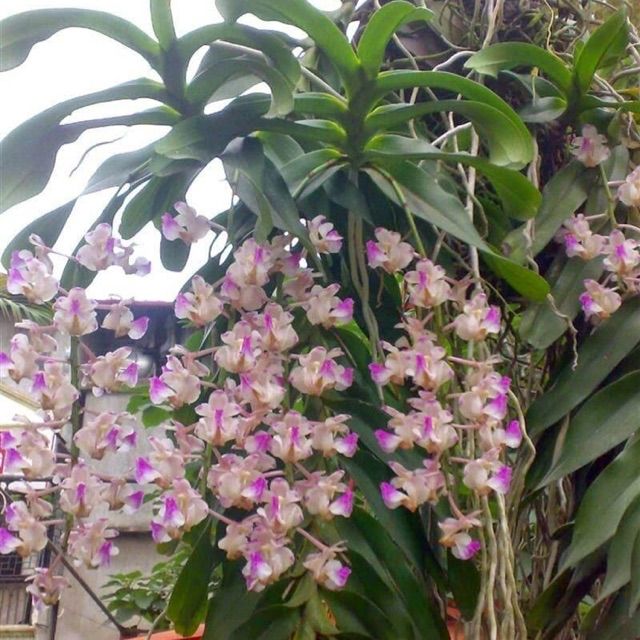 Lan Tam Bảo Sắc (500g)