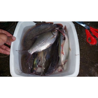 TINH MÙI THE ONE HƯƠNG KHÓM