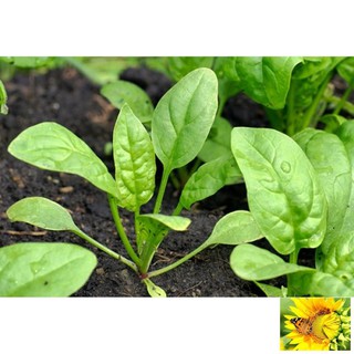 Hạt giống cải bó xôi 10g