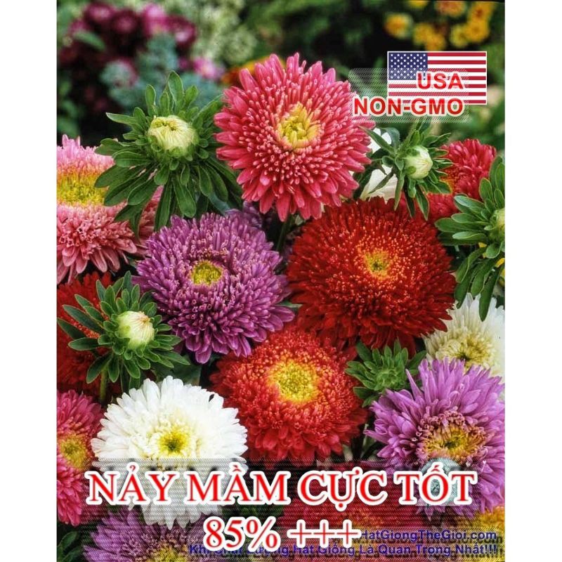 Hạt giống cúc đại đoá