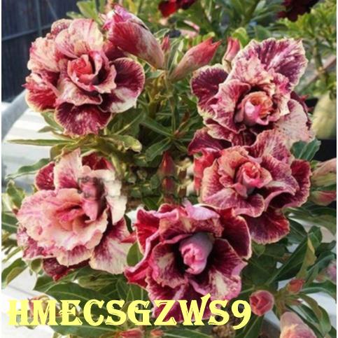 hoa hồng sa mạc hiếm hạt hoa sứ 20h