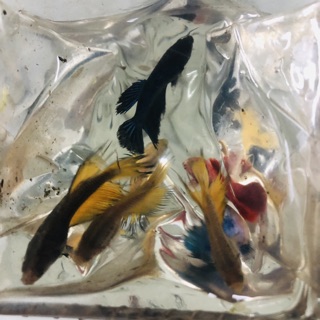 BETTA ( combo 7 con )