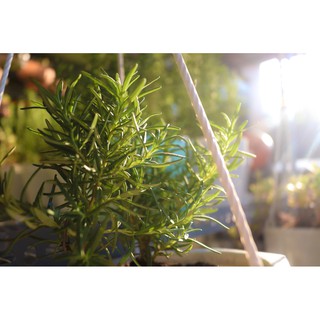 Cây Hương Thảo (Rosemary)