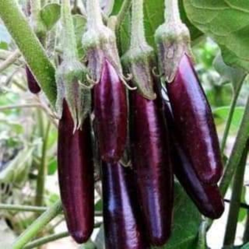 Cà Tím Tươi(1kg)
