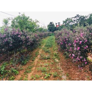 cây giống sim rừng (sim ăn quả)