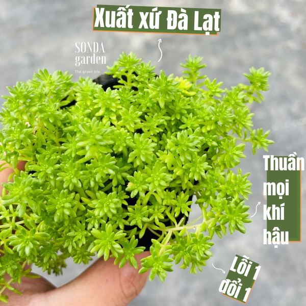 Sen đá sedum xanh SONDA GARDEN size bé 4-5cm, xuất xứ Đà Lạt, khoẻ đẹp, lỗi 1 đổi 1