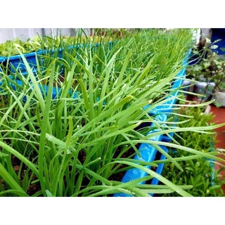 gốc hẹ giống (1kg củ hẹ trồng lấy lá ăn )