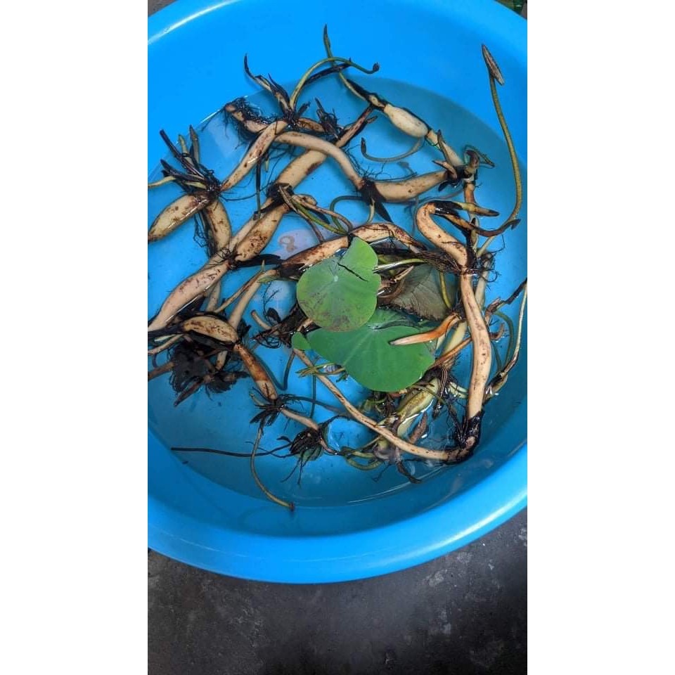 Củ sen đỏ huyết -  Ra hoa sau 4 tháng
