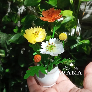 Hoa Đất Sét Mini- Chậu Sao Nhái Mini 12cm