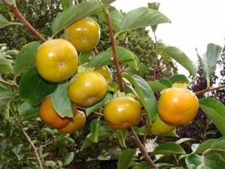 Hồng giòn không hạt nhật bản