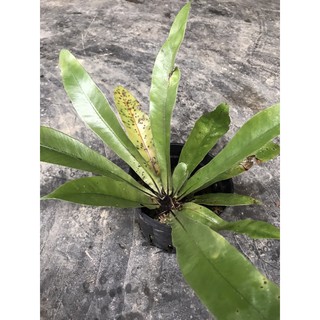 Cây ráng ổ phụng