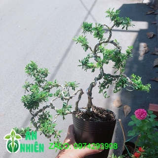 Cây Linh Sam Bonsai