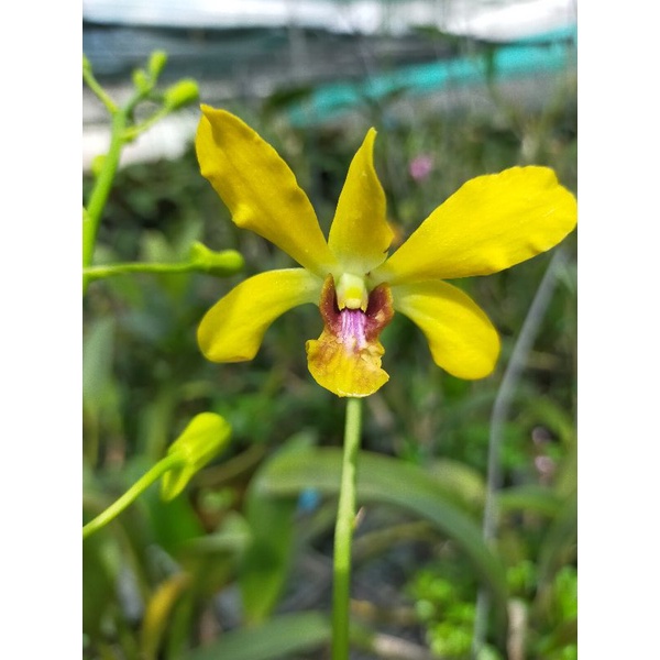 Combo2 cây lan Pensoda Hoa Thơm - Cao 25-30cm