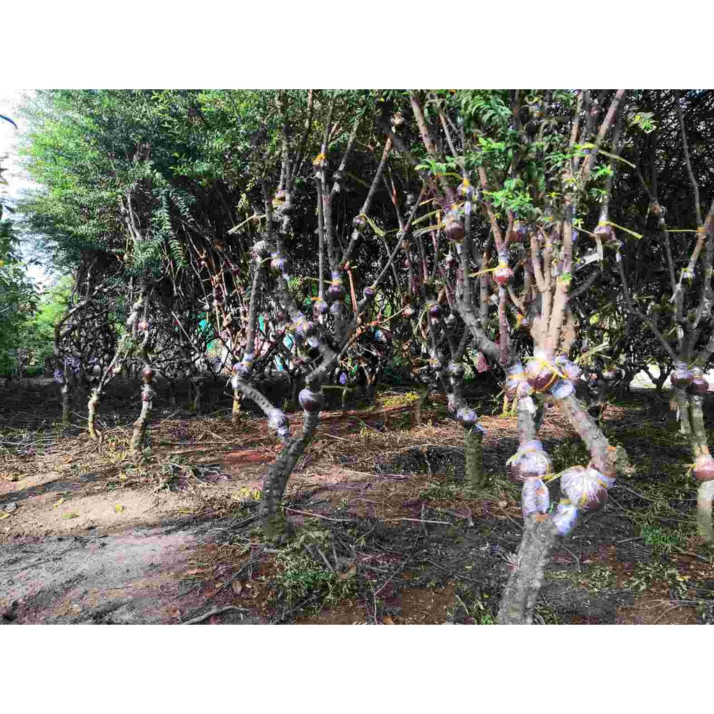 Cây Mai Chiếu Thủy Trung Nu. NHÁNH CHIẾT