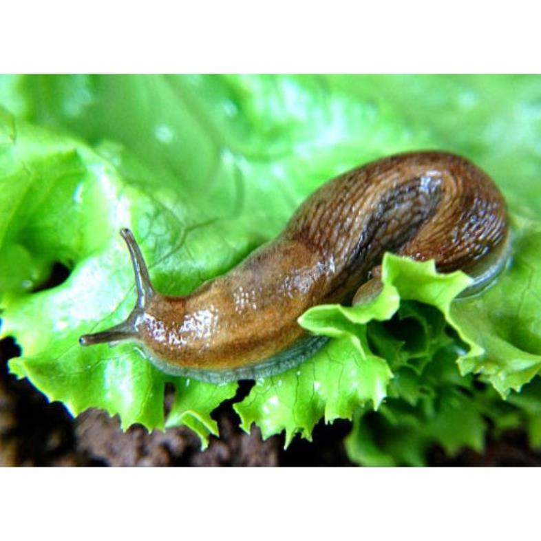 Bả mồi diệt ốc sên hại cây trồng, mầm rễ hoa lan . Siêu diệt ốc, dẫn dụ cực nhạy