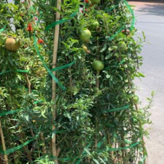 Cây Lựu đỏ... thái đang trái 1m6