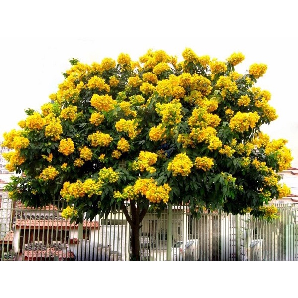 50 gram hạt giống giáng hương