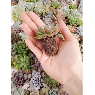 Sen đá mini (Sen vỉ)