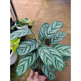 Chậu cứng Đuôi công calathea Setosa