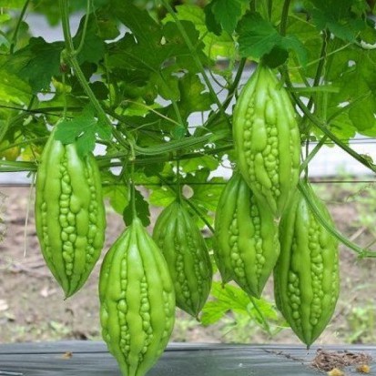 Hạt giống khổ qua ( khổ qua mỡ ta ) 10 hạt (TẶNG gói kích thích hỗ trợ hạt nảy mầm)