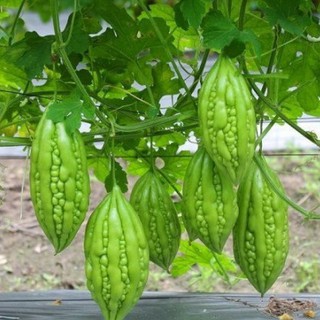 Hạt giống khổ qua 10 hạt