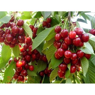 Hạt giống Anh Đào Mỹ (Cherry)