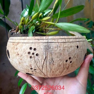 -- Chậu gáo dừa hoa văn không đế cực rẻ, cực đẹp.