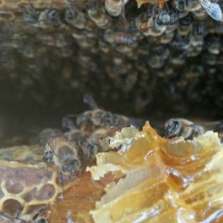 1 Chai (1lít ~ 1,3kg) mật ong hoa cà phê Đăk Lăk